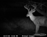 New 09 trail cam pictures on property