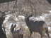 A nice mule deer buck that lived through the 2009 season