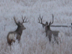 Mule deer bucks - Fall 2009