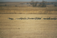 Feeding geese in Lacreek Valley