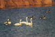 Trumpeter swans and giant Canada geese