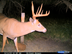Many photos of this buck and he's still out there
