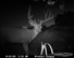 Mule Deer buck on property