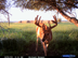 New 09 trail cam pictures on property