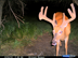 New 09 trail cam pictures on property