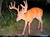 New 09 trail cam pictures on property
