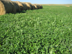 Red clover forage for whitetail deer on property
