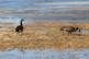 Feeding giant Canada geese on property