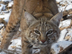 Local bobcat